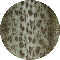 green leopard